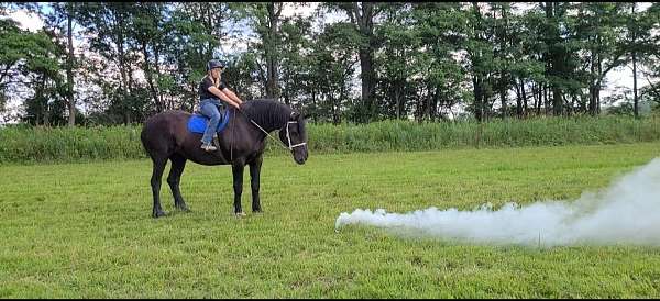 driving-percheron-horse