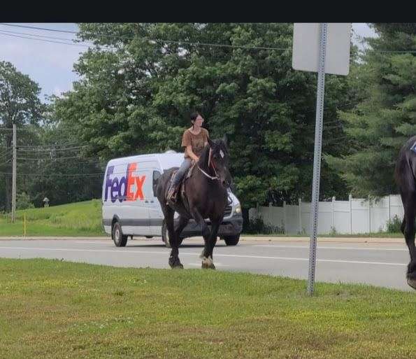 flashy-percheron-horse