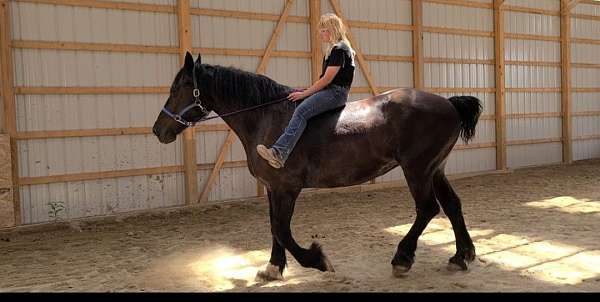 harness-percheron-horse