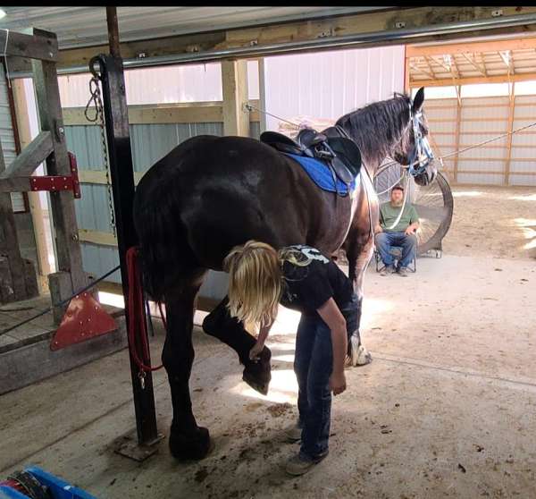 husband-safe-percheron-horse