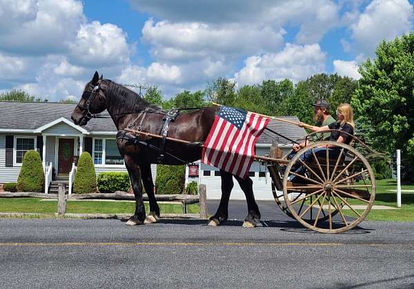 kid-safe-percheron-horse