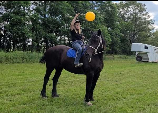 mounted-patrol-percheron-horse