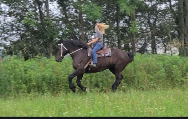pack-percheron-horse