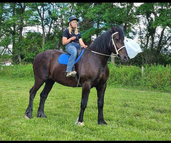 parade-percheron-horse