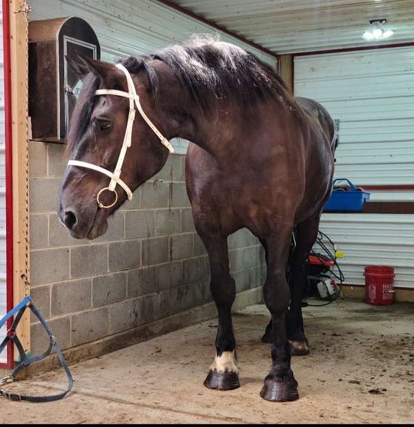 pleasure-driving-percheron-horse