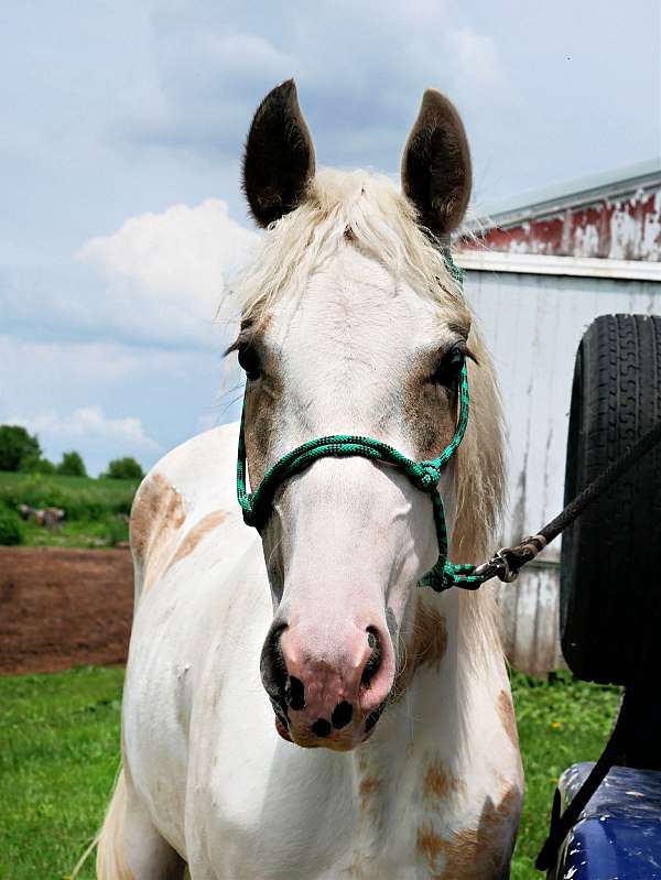 buckskin-friesian-paint-mare-foal