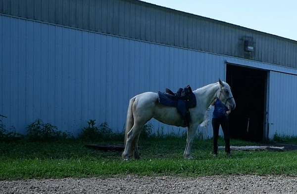 horsemanship-started-under-saddle-friesian-paint-horse