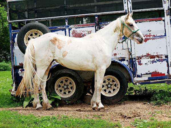 buckskin-horsemanship-started-under-saddle-horse