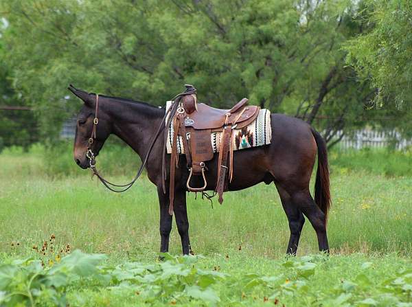black-none-horse