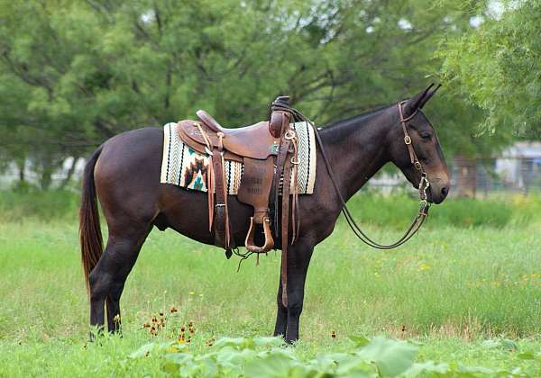 quarter-horse