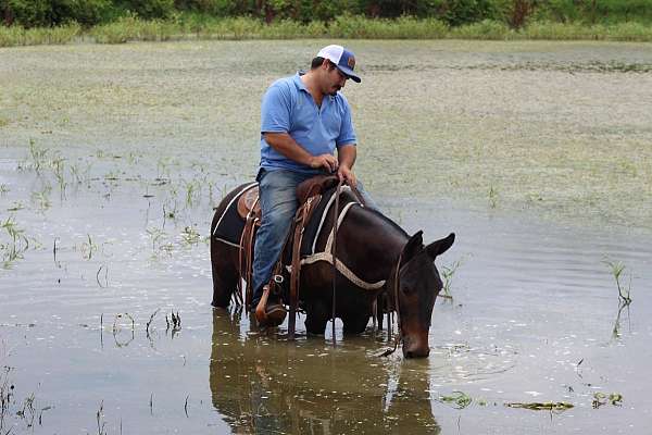 beginner-safe-quarter-horse