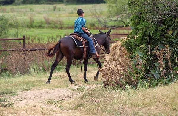 family-horse-quarter