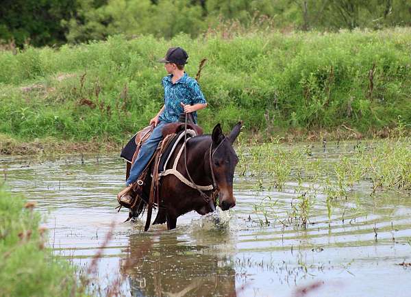 ranch-work-quarter-horse