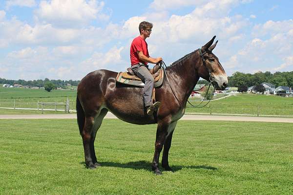 beginner-mule