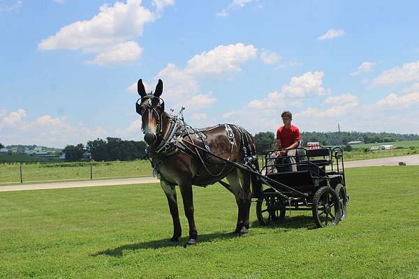driving-mule