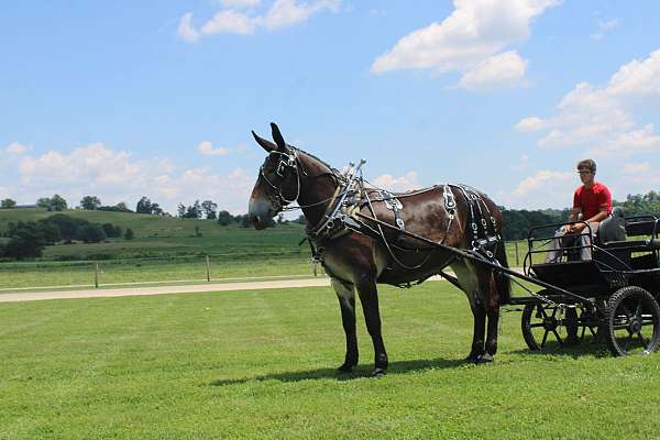 draft-mule