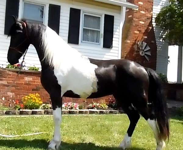 brindling-on-withers-horse