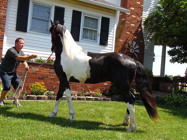 flashy-friesian-horse