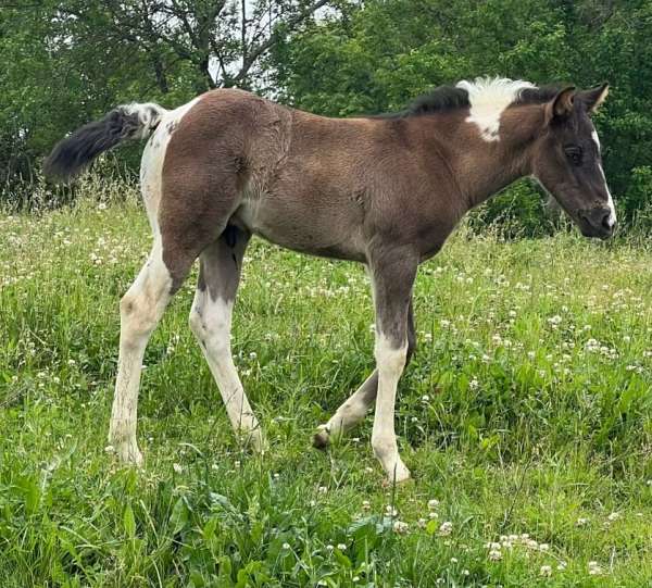 black-performa-horse