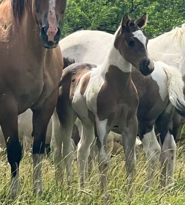 bay-tobiano-filly-horse
