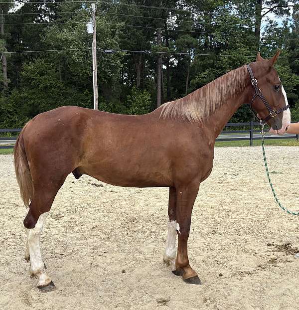 sorrel-dutch-warmblood-gelding