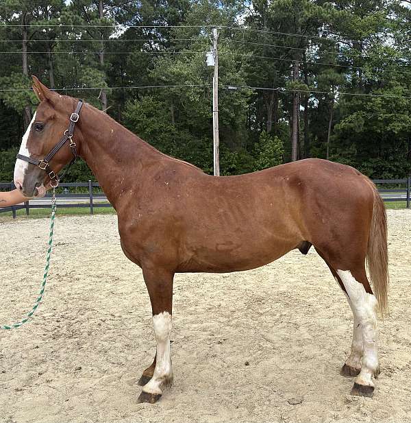sorrel-gelding-for-sale
