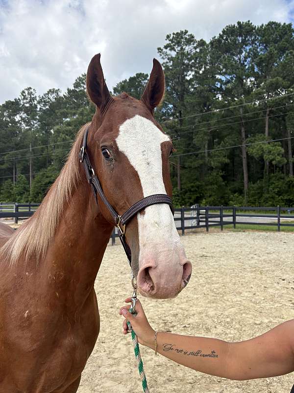 15-hand-dutch-warmblood-gelding