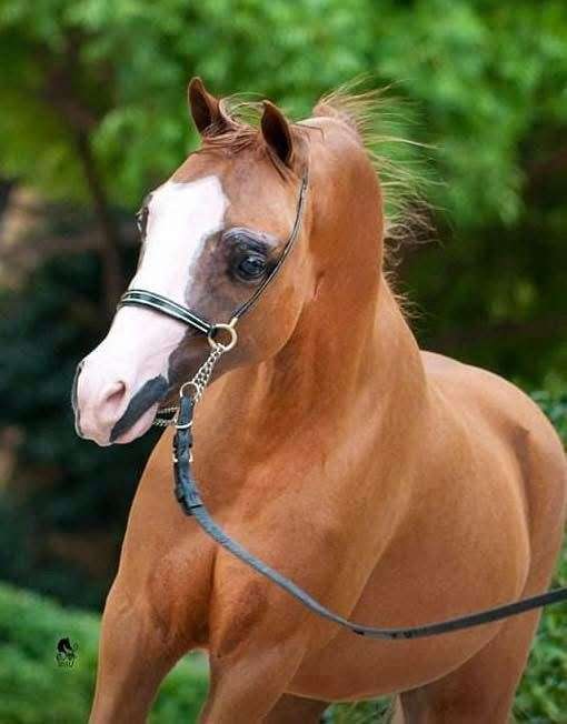 chestnut-amhr-aspc-stallion