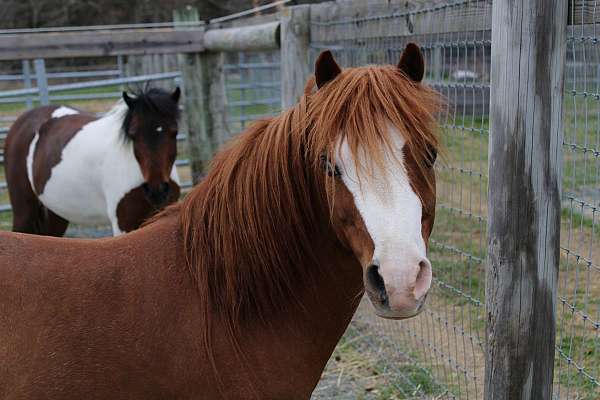 chestnut-amhr-aspc-pony