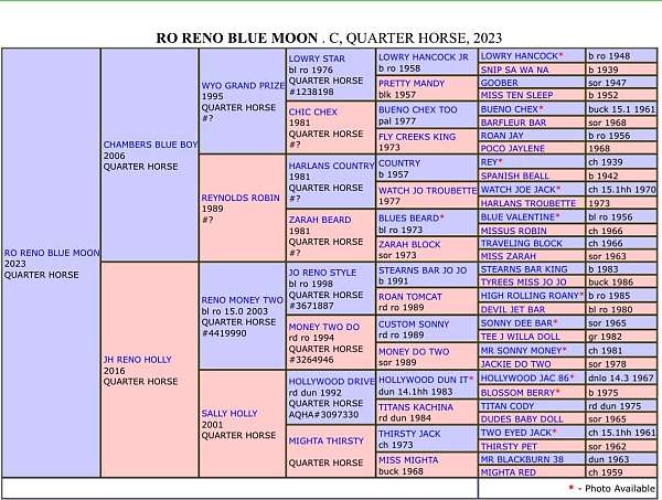 all-around-quarter-horse