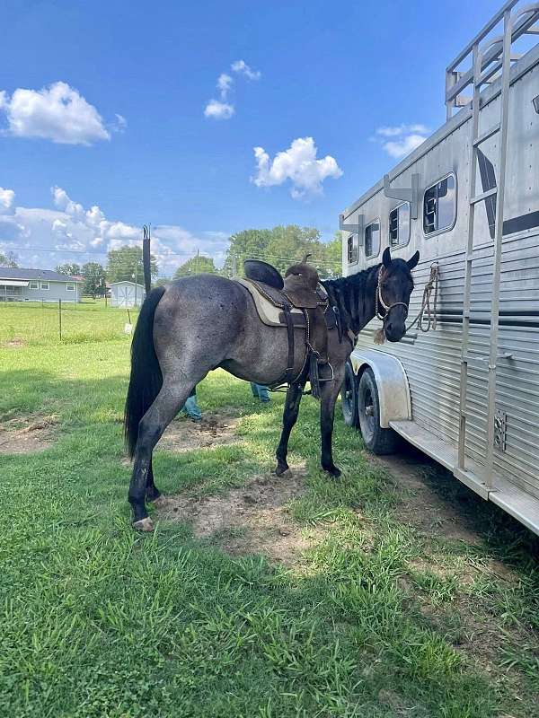 blue-roan-solid-horse