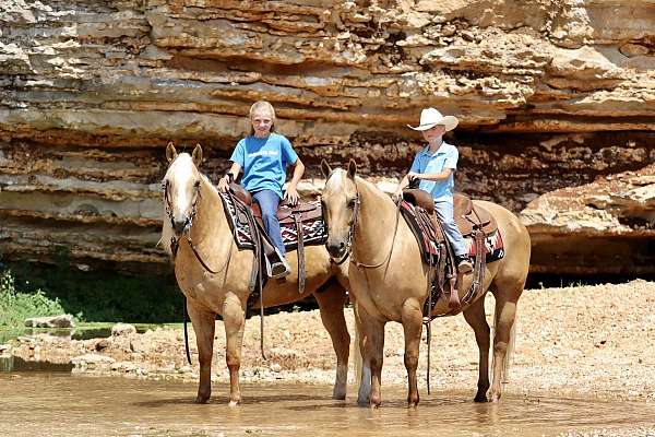 beginner-quarter-horse