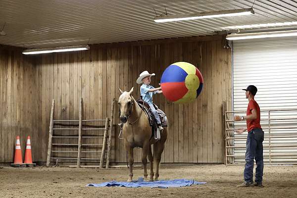 playday-quarter-horse