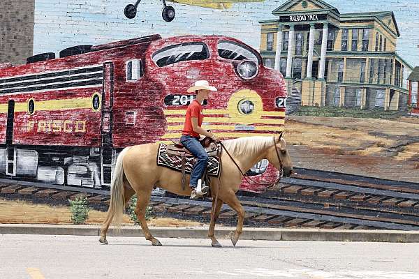 ridden-english-quarter-horse