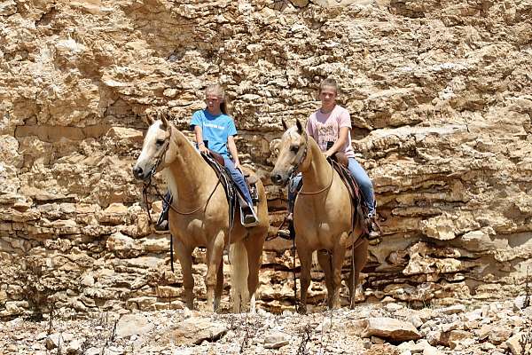 trail-quarter-horse