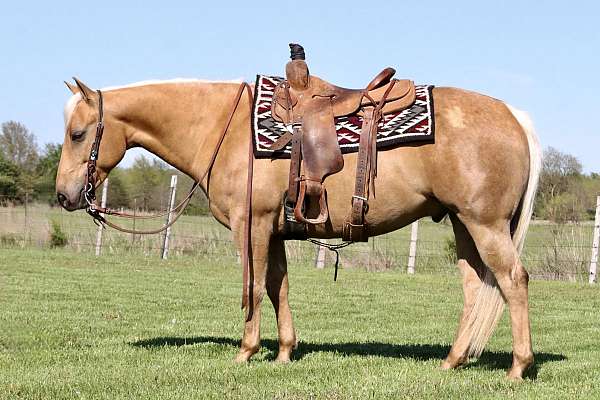 trail-class-competition-quarter-horse