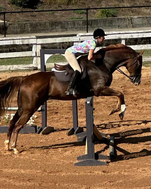 appaloosa-horse-for-sale