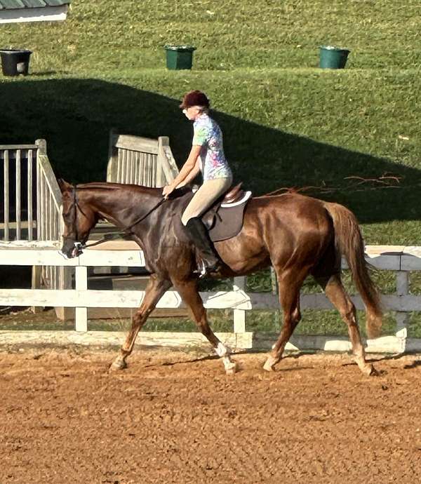 appaloosa-horse