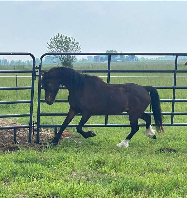 chrome-feathers-pony