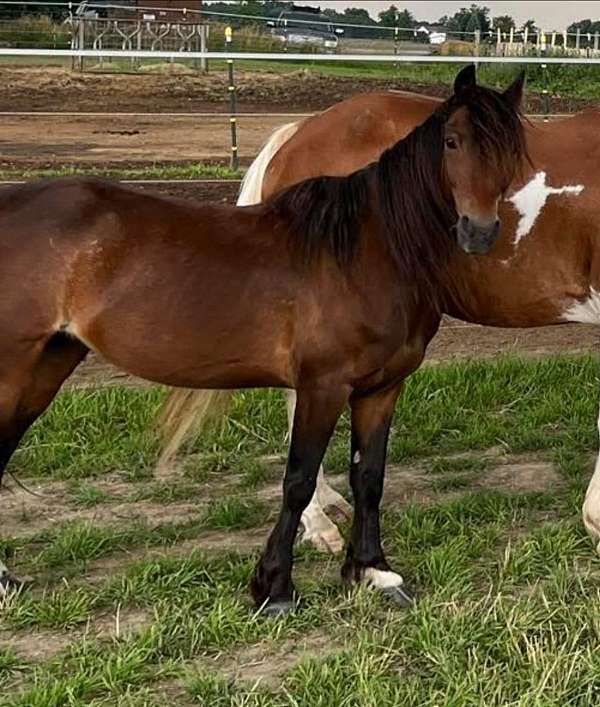 started-under-saddle-hackney-pony