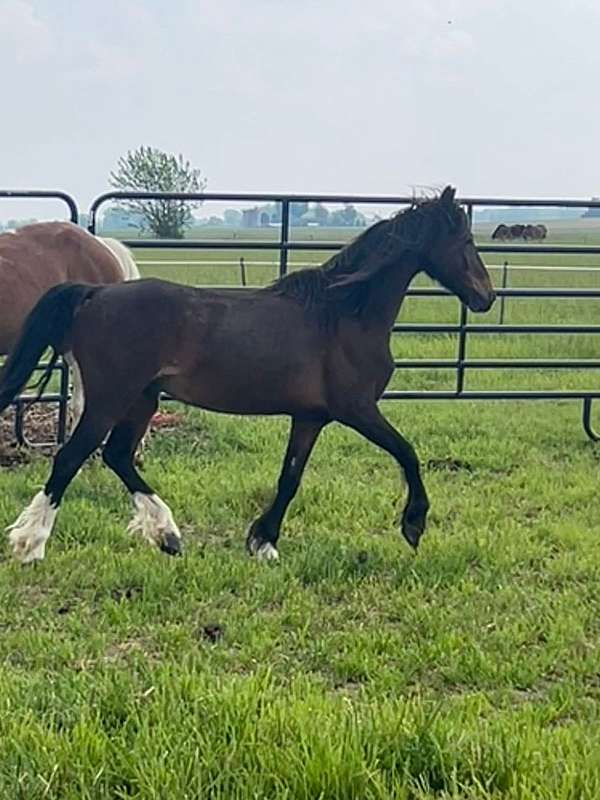sabino-chrome-feathers-pony
