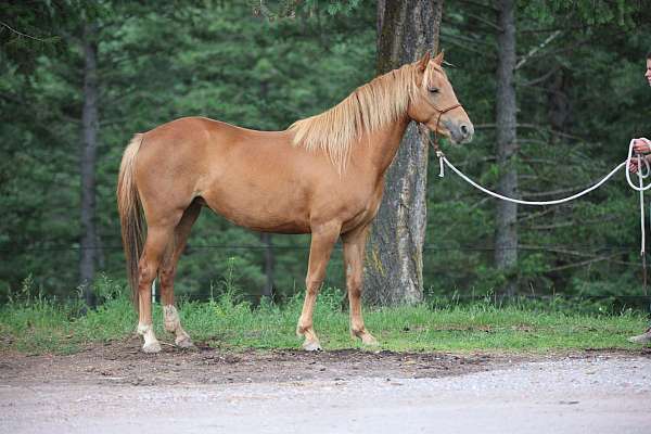 gaits-welsh-pony