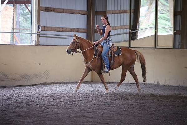 in-training-welsh-pony