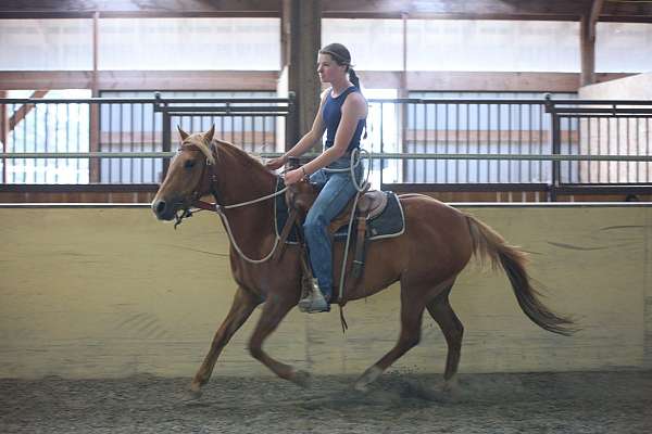 section-b-horse
