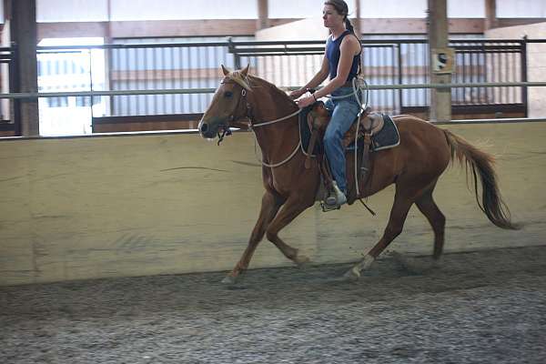 section-b-welsh-horse