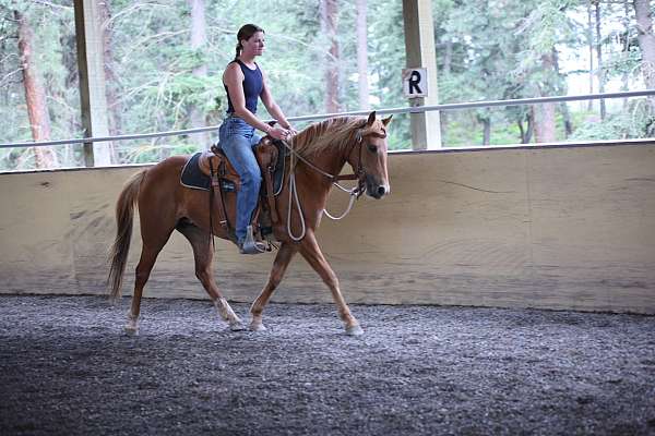 gaits-filly