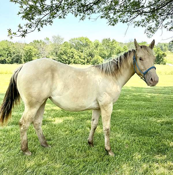 champagne-yearling-quarter-horse