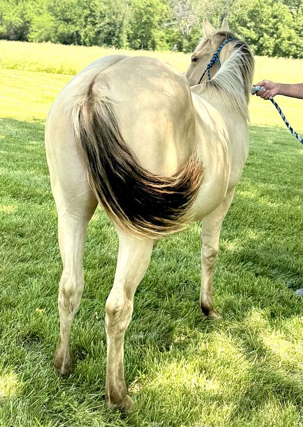 dun-horses-quarter