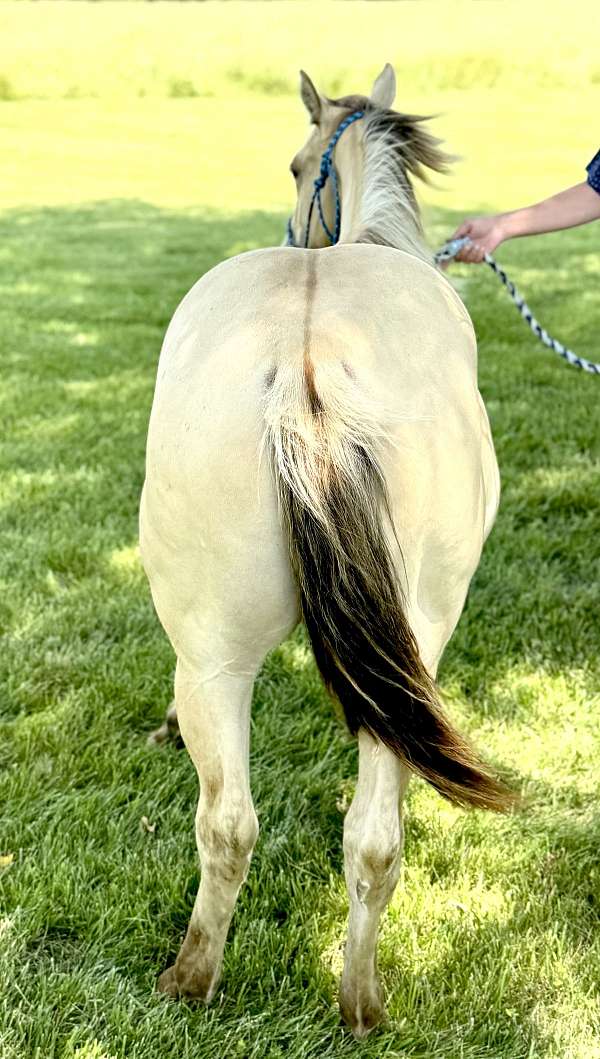 champagne-yearling-horse