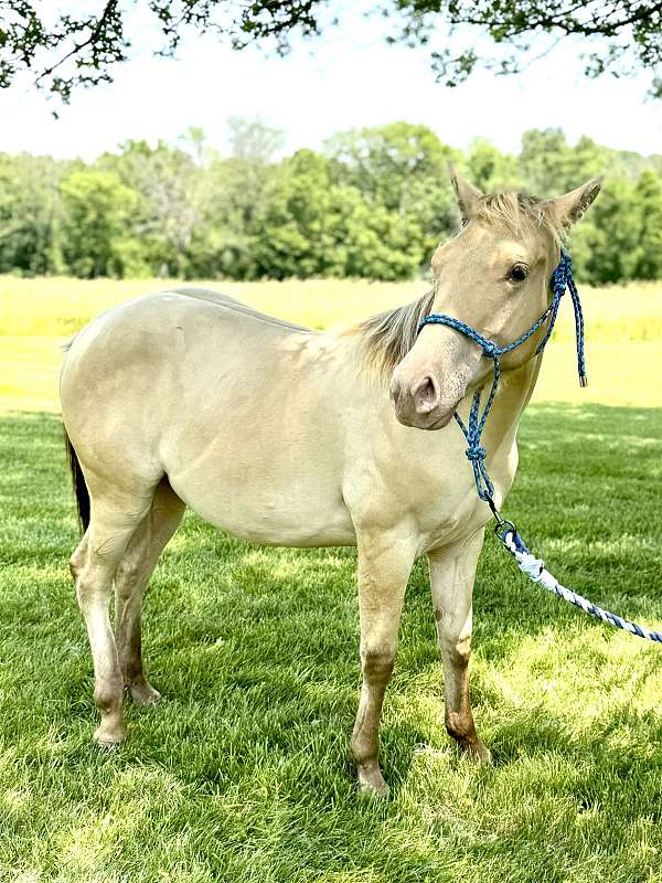 awesome-whiskey-horse